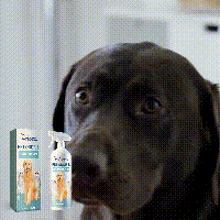 Pet Odor & Stain Eliminator, Clean Dog And Cat Body Odor Feces Odor Removal Indoor Fresh Deodorizer